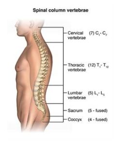Best Stretches for Spinal Stenosis